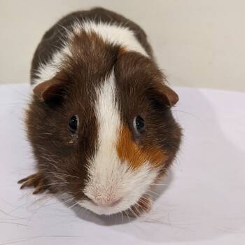 Rescue Guinea Pig Guinea Pigs for Adoption in Tampa, Florida - Louis | PetCurious